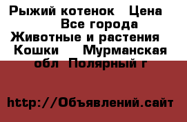 Рыжий котенок › Цена ­ 1 - Все города Животные и растения » Кошки   . Мурманская обл.,Полярный г.